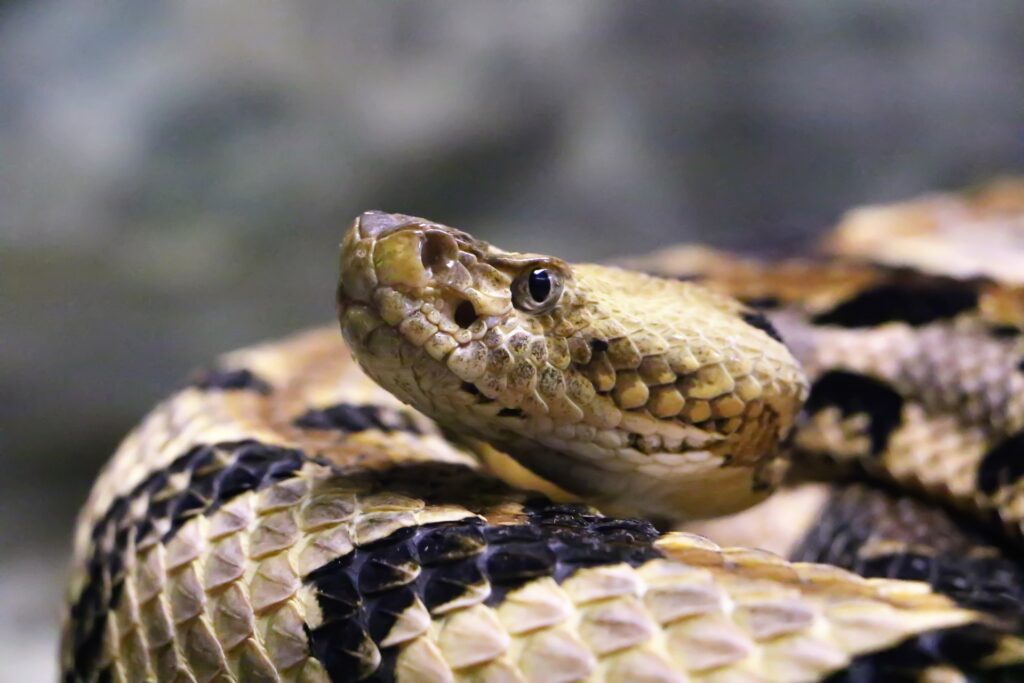 A rattlesnake and it's head are shown very closeup.