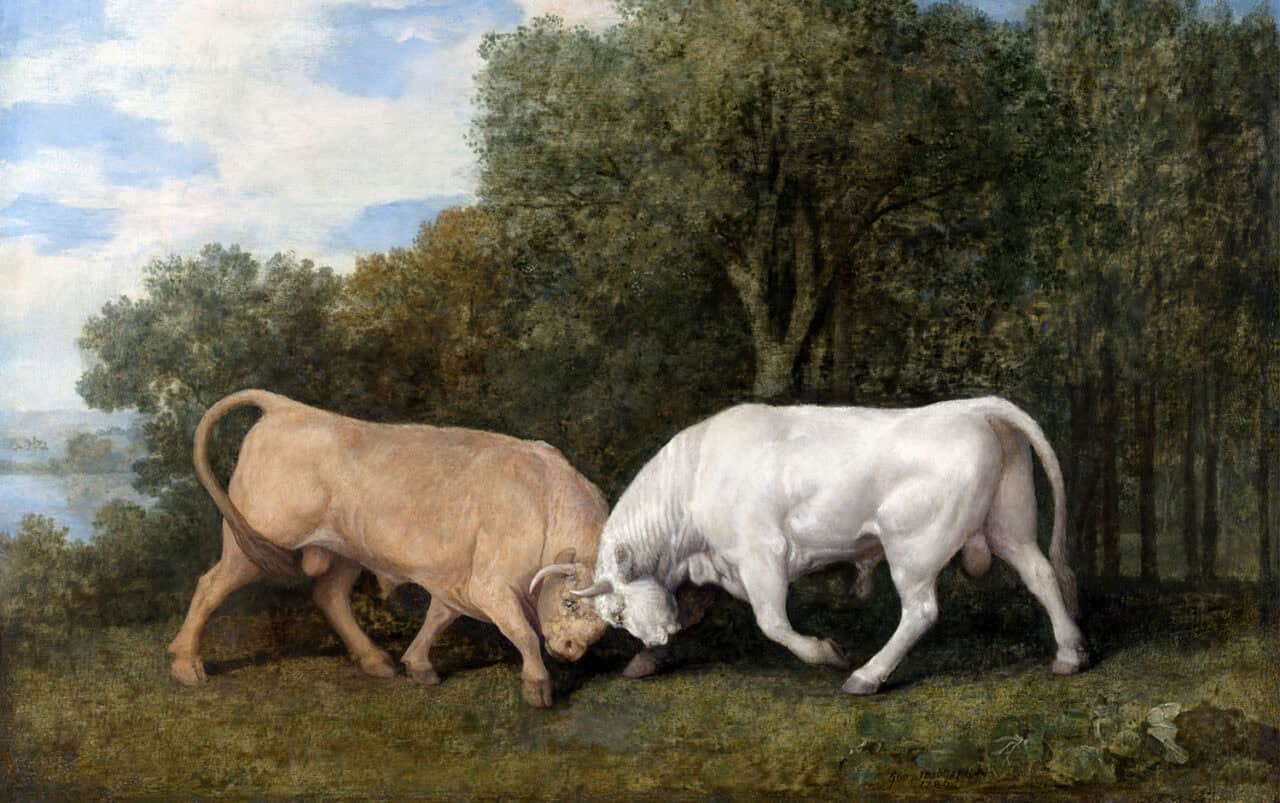 Bulls fighting