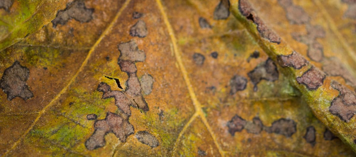 A decaying leaf is shown close up.