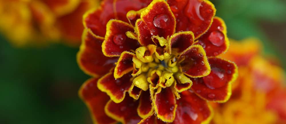 A French marigold with rain drops on it.