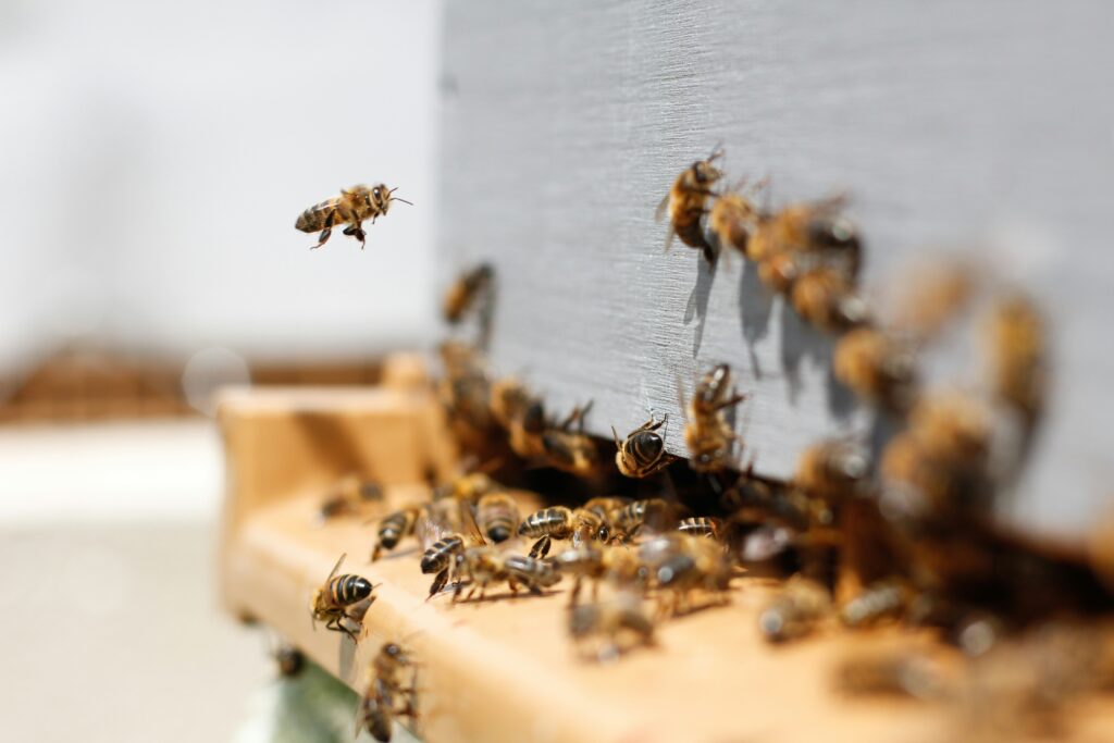 Bees seen close up entering and exiting a hive.