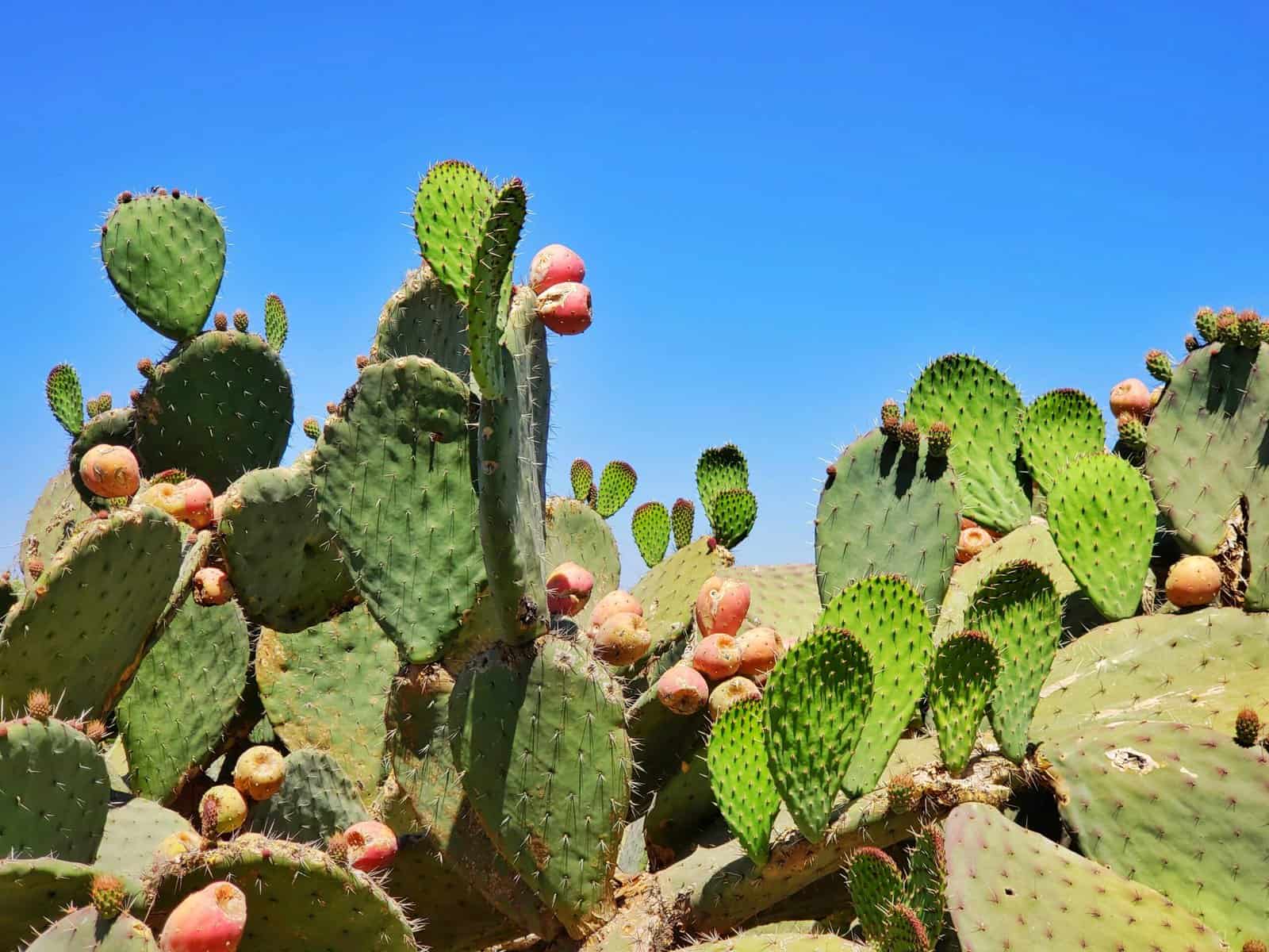 A flat variety of cactus.