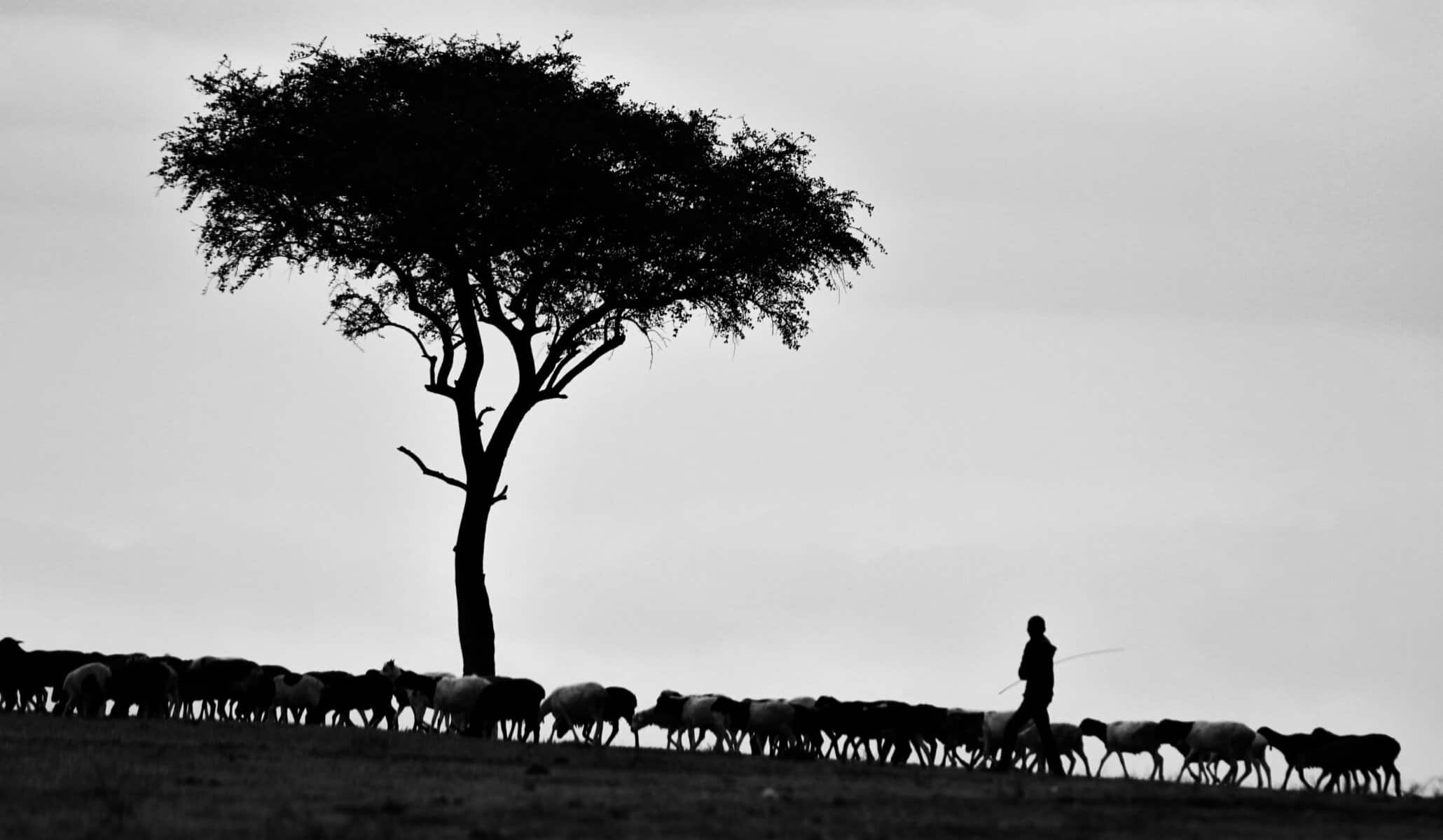 Black and white photo of a shepherd and sheep.