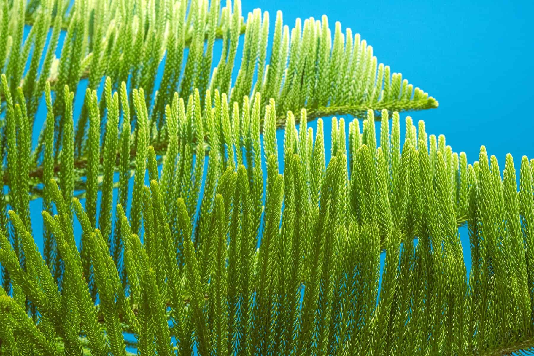 A tree branch seen closeup.