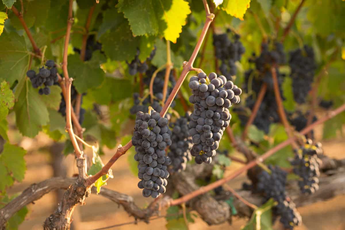 Red Syrah wine grape clusters hanging on the vine.