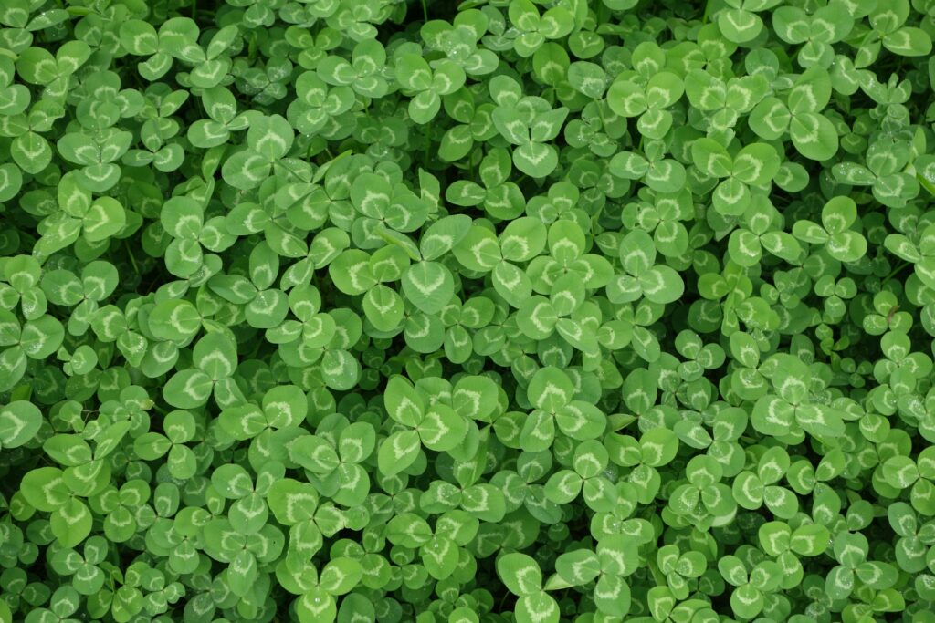 A bed of clover.