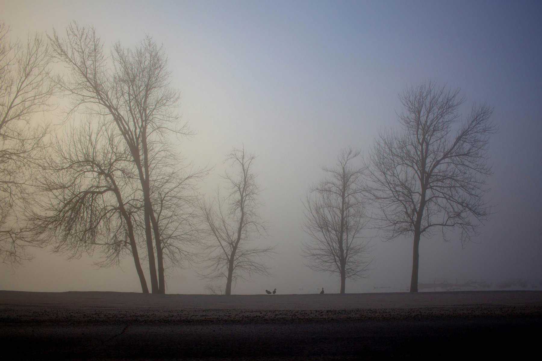 A row of trees without leaves against a gloomy sky.