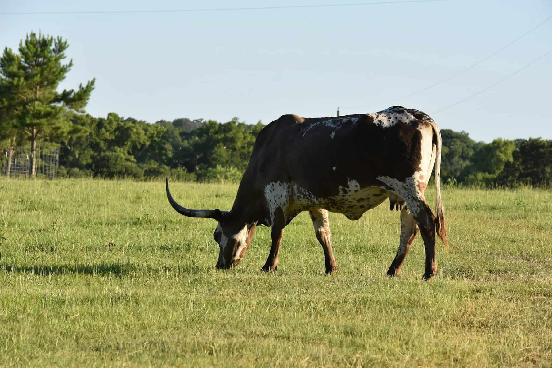 A Longhorn steer grazing in a green field.