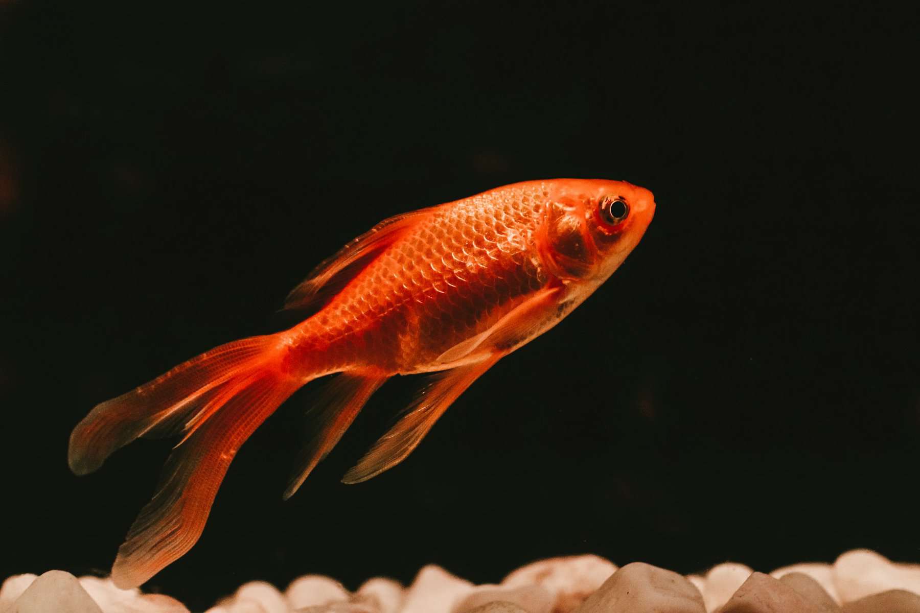 Goldfish on black backround