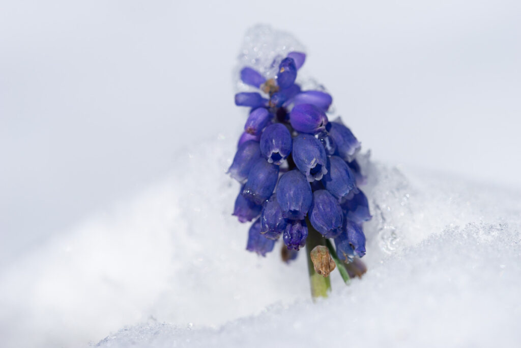 A snow covered purple grape hyacinth flower close up.