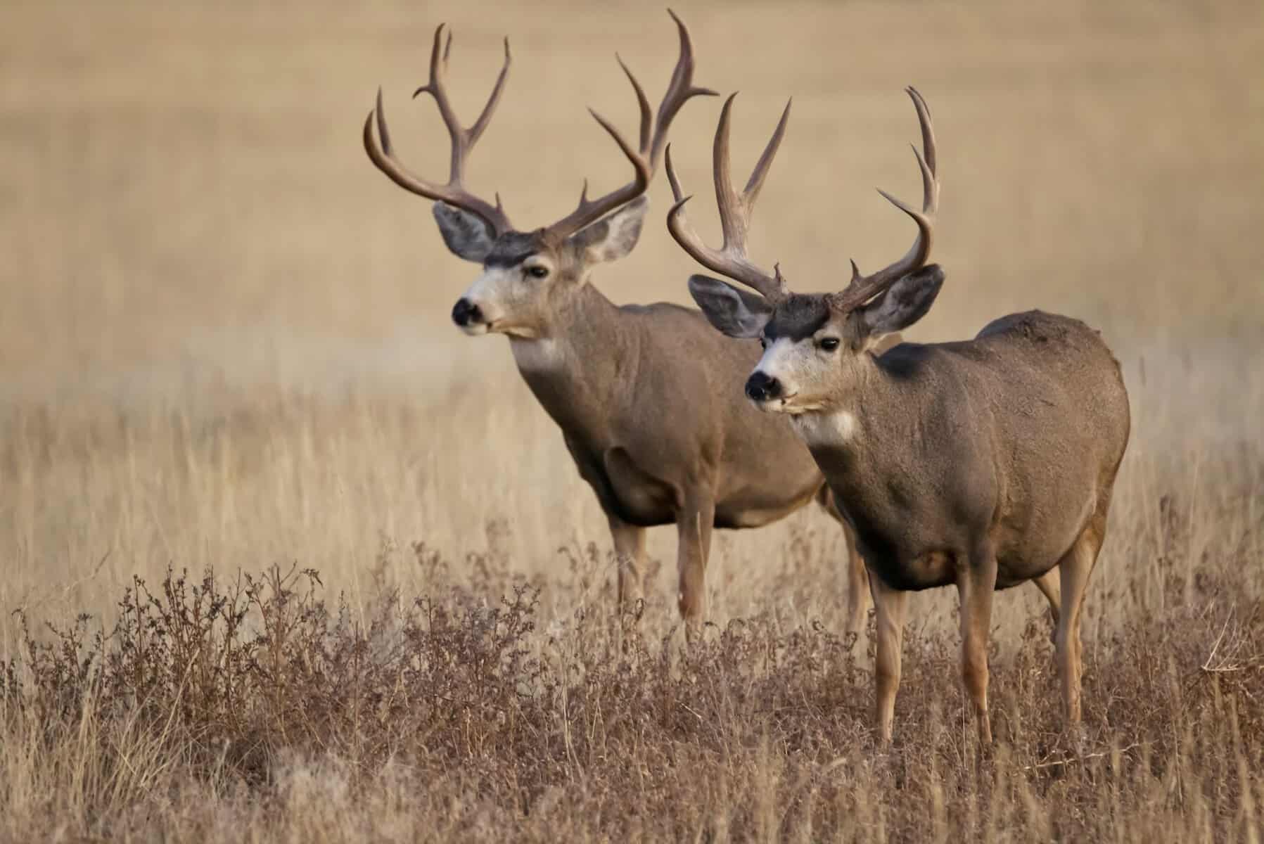 Two bucks in a field.