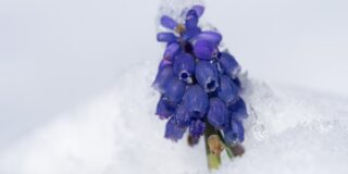 A snow covered purple grape hyacinth flower close up.