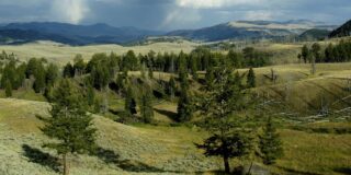 A view of a meadow in Yellowstone National Park with trees and grass and mountains behind.