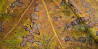 A decaying leaf is shown close up.