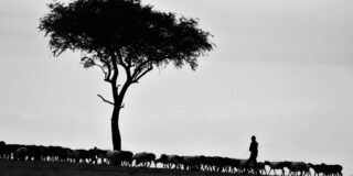 Black and white photo of a shepherd and sheep.