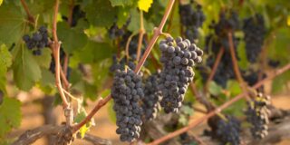 Red Syrah wine grape clusters hanging on the vine.