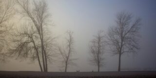 A row of trees without leaves against a gloomy sky.