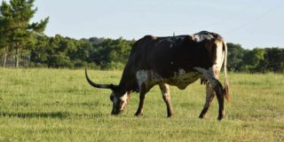 A Longhorn steer grazing in a green field.